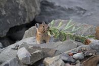 Pika Glacier National Park Montana USA by Frank Fichtmüller thumbnail