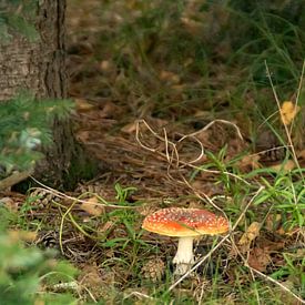 fly amanita by Andrea Ooms