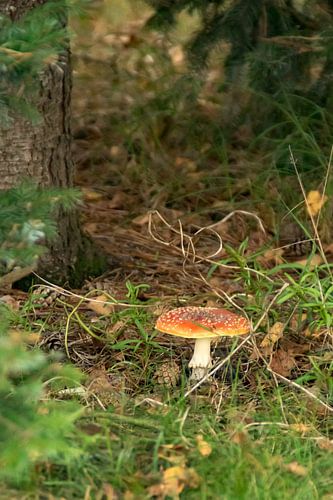 agaric tue-mouches sur Andrea Ooms