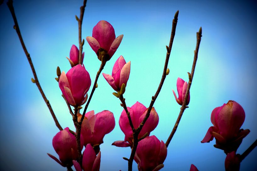 lente by Francisco de Almeida