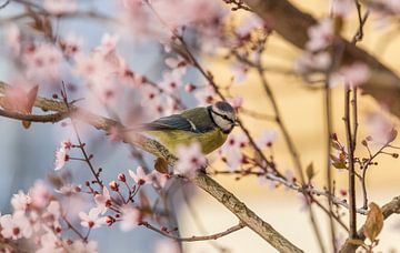 Blue Tit in the Cherry Tree by Patrice von Collani