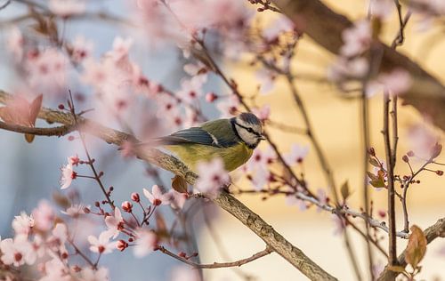 Blue Tit in the Cherry Tree