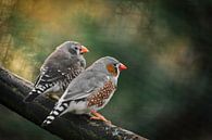Zebravinken van T. Berrevoet thumbnail