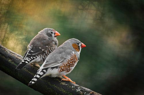 Zebra finches