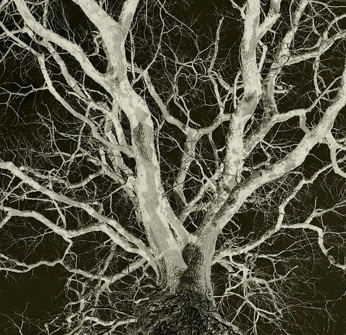 De essentie van een Eik