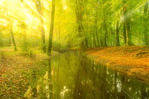 Ein Bach in einem hellgrünen Wald an einem frühen Herbstmorgen