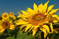 Sonnenblume von Ellen Driesse Miniaturansicht