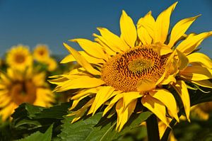 Tournesol sur Ellen Driesse