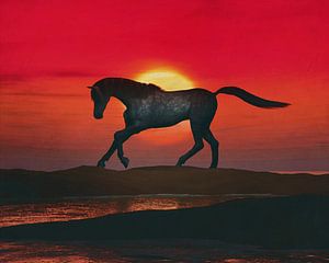 Arabisches Pferd am Strand bei Sonnenuntergang