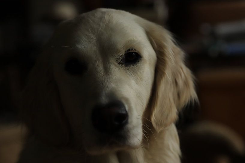 Saar - Golden Retriever by Monique D. van de Wal