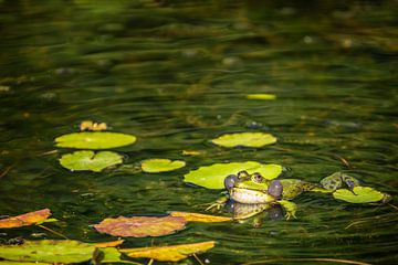 Grüner Frosch (Pelophylax) zwischen Wasserpflanzen in einem Teich von Carola Schellekens