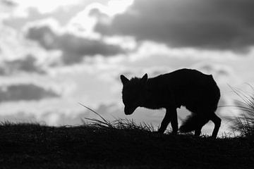 Fox in bad weather by Andius Teijgeler