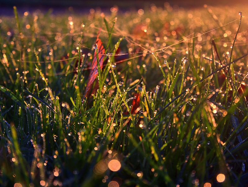 Dauwdruppels van Edgar Schermaul