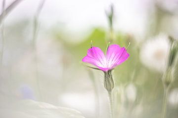 Wilde geranium van Linda Raaphorst