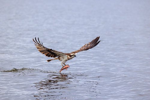 Osprey with prey