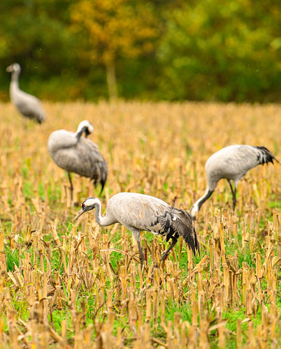 Crane birds resting and feeding in a field during autumn migration