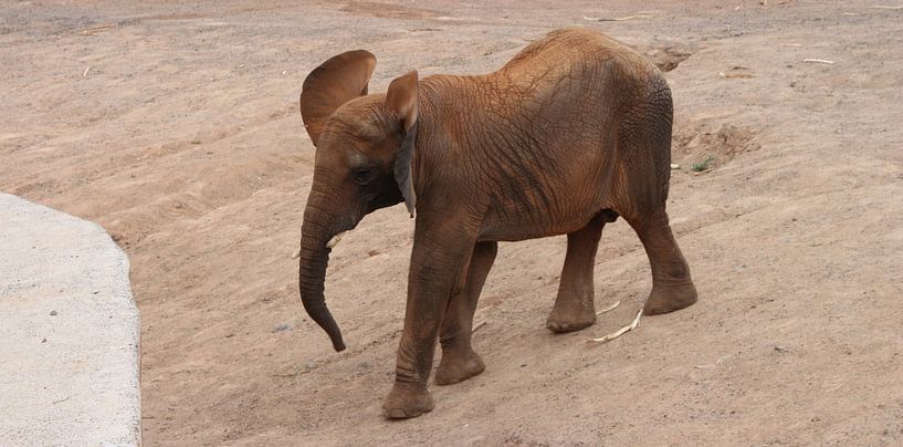 elephant, zoo, small by Eveline De keukelaere