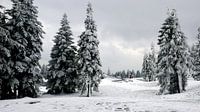 Sparrebomen in de sneeuw in de omgeving van Rogla in de Sloveense Alpen