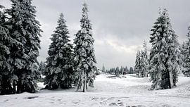 Spruce trees in the snow near Rogla in the Slovenian Alps by Gert Bunt
