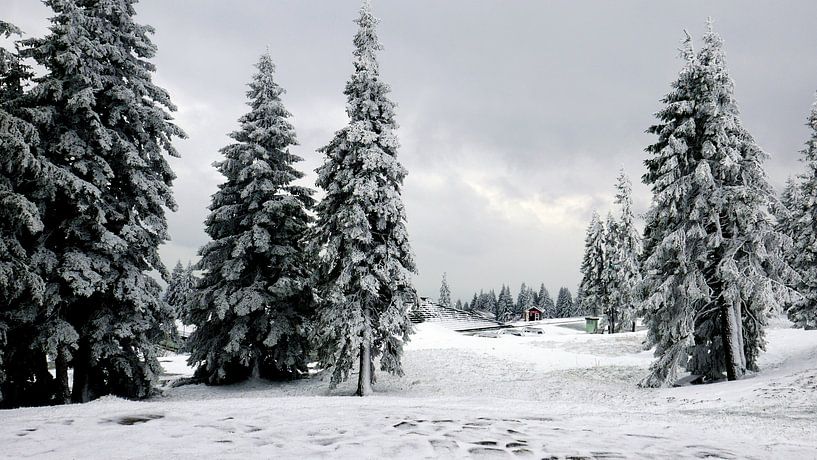 Spruce trees in the snow near Rogla in the Slovenian Alps by Gert Bunt