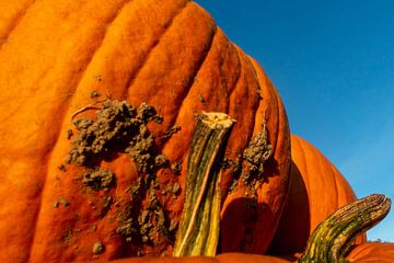 Pumpkin van Stefan Heesch