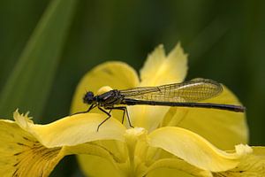 Closeup of the black heidelibel a true dragonfly from the cornflower family