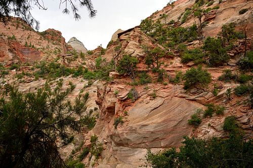 Genieten van het uitzicht op Zion