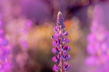 Bloeiende lupine met bij van Sabine Schemken