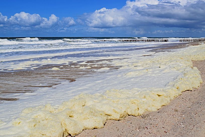 Mousse de mer sur la plage par Judith Cool