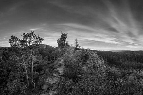 Zonsondergang in het Pfälzerwald in zwart-wit