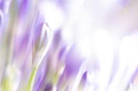 flower crea