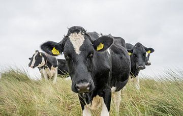 Terschelling Boschplaat natuurgrazers groepje koeien van Yvonne van Driel