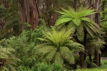 Bos en Varens (Australië) van Corrie Post