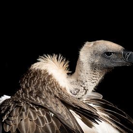 Gros plan sur un vautour d'Afrique du Sud sur John Stijnman