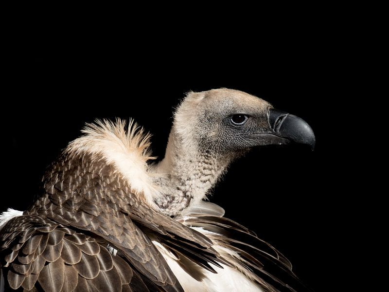 Gros plan sur un vautour d'Afrique du Sud par John Stijnman