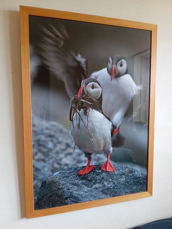 Puffins in the last evening light Norway