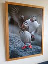 Customer photo: Puffins in the last evening light Norway by Frank Fichtmüller