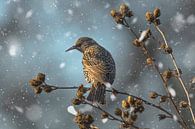 Spreeuw op een hibiscus in de sneeuw van Eric Wander thumbnail