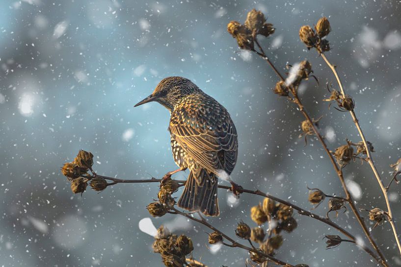 Spreeuw op een hibiscus in de sneeuw van Eric Wander