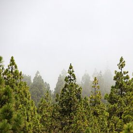 Misty pine forest by Karsten van Dam