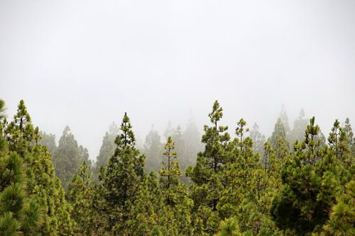 Nebliger Kiefernwald