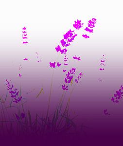 Lavendel
