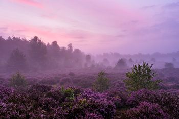 Violetter Nebel