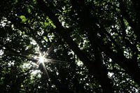 Stern Sonne