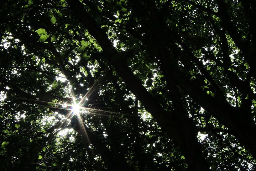 Star Sun by Fendo Pater