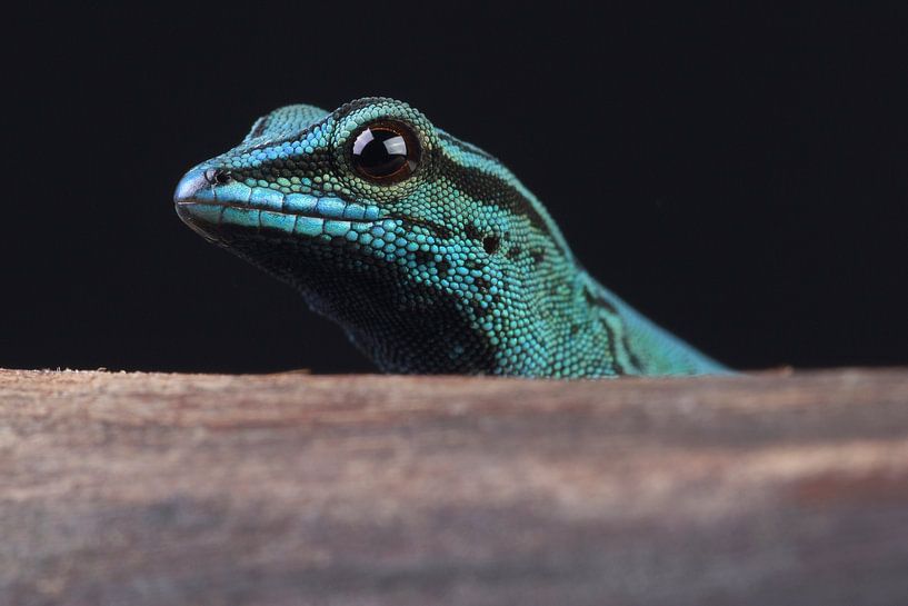 Electric Blue Day Gecko (Lygodactylus Williamsi) by Ronald Pol