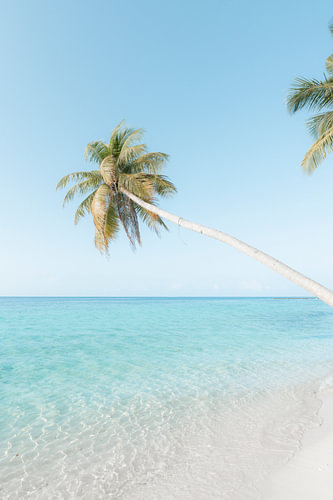 Hanging palm tree over clear sea | travel photography print | Maldives