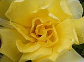 Gele roos van Mirjam van Ginkel thumbnail