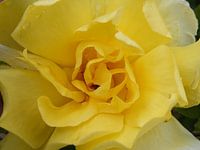 Gele roos