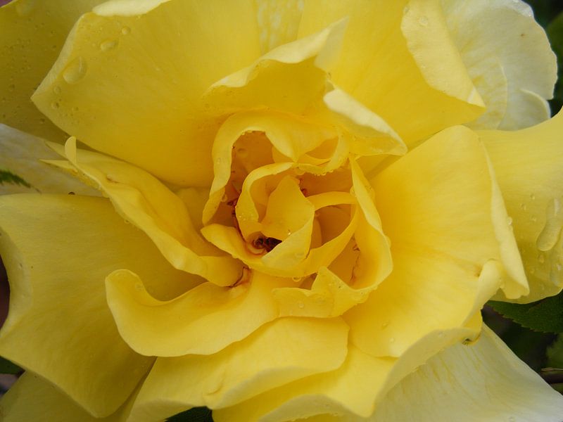 Gele roos van Mirjam van Ginkel